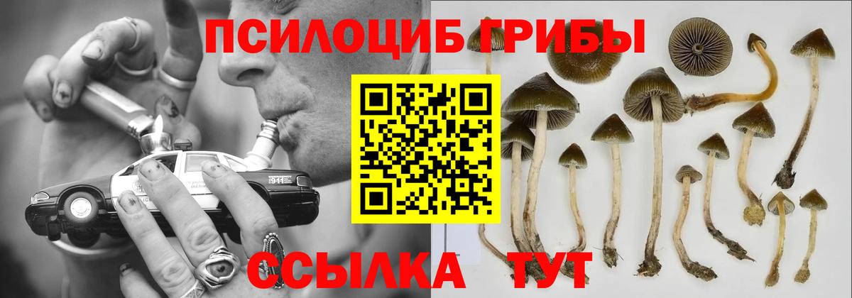 Минусинск  Галлюциногенные грибы Psilocybe  Вход с VPN 